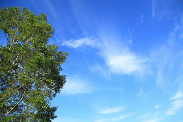 樹木と空