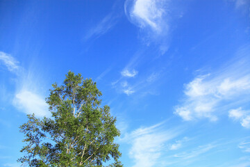 Obraz premium 樹木と空