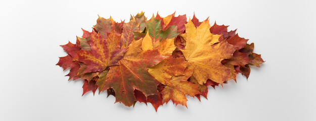 Heap pile of beautiful colored autumn maple leaves isolated on white background. Autumn, fall, thanksgiving day, nature concept. Flat lay, top view, copy space..