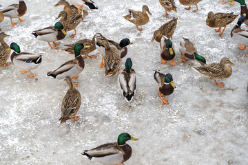 Fototapeta premium many mallard ducks in winter on a frozen lake. birds on ice