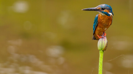 ハスとカワセミ