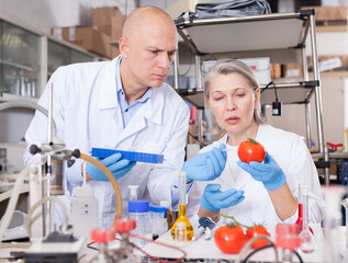Two professional genetic scientists working in laboratory, injecting additives into tomatoes during...