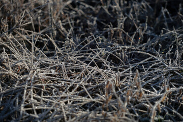 become frosty.  Glittering frost. 霜が降りる キラキラと輝く霜