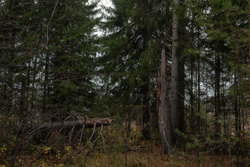 Broken rotten tree that fell as a result of a strong gust of wind.