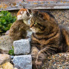 Tabby cat sitting on stairs next to a Loris (toy)