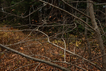 Branches of trees with fallen leaves in the autumn forest.