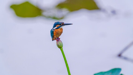 ハスとカワセミ