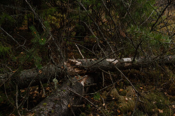 Broken rotten tree that fell as a result of a strong gust of wind.