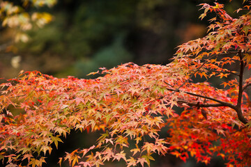 高千穂峡の紅葉	
