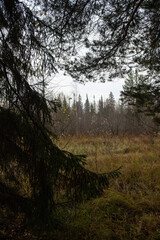 Obraz premium View from the forest on an autumn field with dried grass.