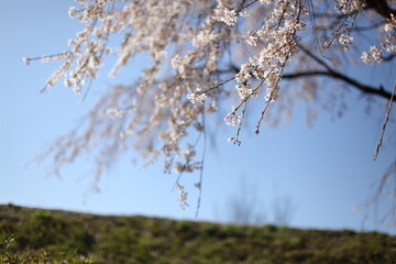 青空と桜