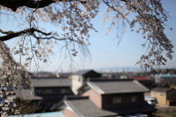 街を見下ろす枝垂桜