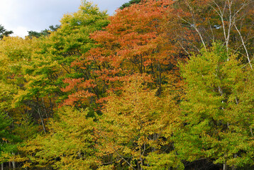 Fototapeta premium 紅葉