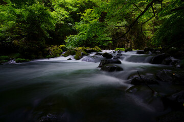 夏の緑の中を流れる渓流　-日本、長野県、杜鵑峡（トケンキョウ）