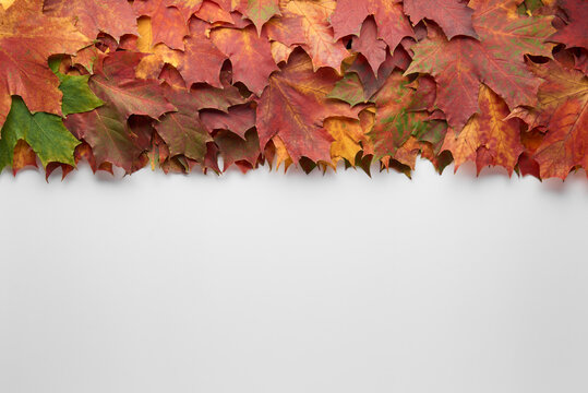 Border frame of colorful autumn leaves isolated on white background. Autumn, fall, thanksgiving day, nature concept. Flat lay, top view, copy space.