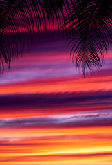Palm trees silhouettes during sunset.