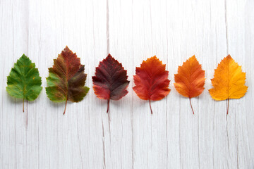 Naklejka na ściany i meble Gradient autumn leaves in a row isolated on white wooden background. Seasonal, minimal, autumn card, thanksgiving texture, fall background, season change concept. Flat lay, top view, copy space...