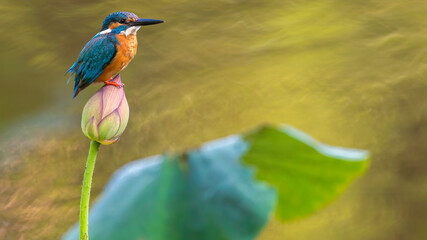 ハスとカワセミ