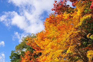 Fototapeta premium 紅葉