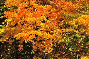 紅葉