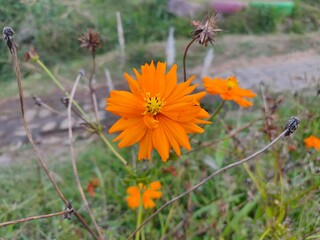 Cosmos flower with natural background