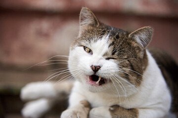 Portrait of a cute cat lying on a bench.