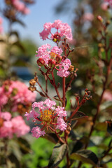 The pink flowers of lagerstroemia indica