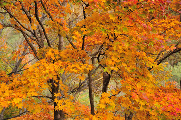 紅葉