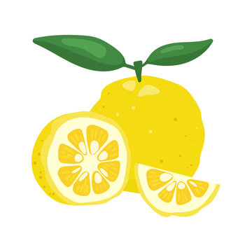 Yuzu japaness citron fruit vector illustration isolated on white background. Full citrus yuzu fresh fruit with green leaves.