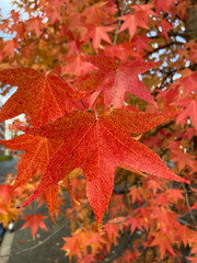 Red leaves of an american amber tree
