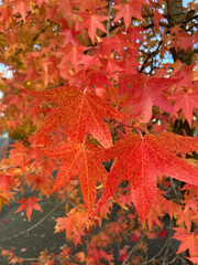 Red leaves of an american amber tree