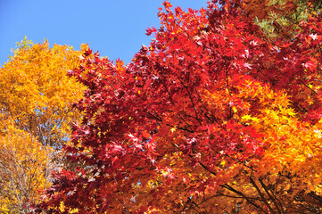 紅葉