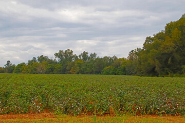 Fototapeta na wymiar Cotton farm field in the country
