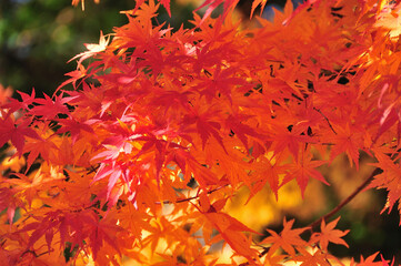 紅葉