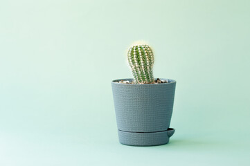 prickly green cactus in gray plastic vase on clean mint-colored background. Plants decor in the style of minimalism, selective focus