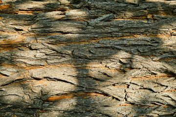 Relief texture of the bark of the maclura pomifera tree or Adam's apple. Bark texture closeup.