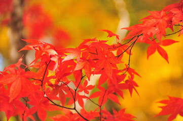 紅葉