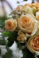 The beauties and splendor of colorful flowers