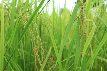 Close up of green paddy rice. yellow green rice field in thailand.