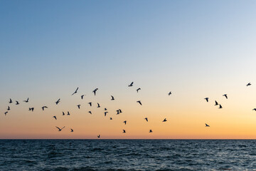 Bird over sea on Evening time