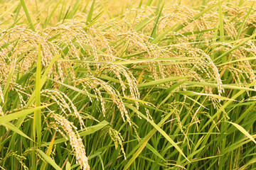 秋の稲穂
