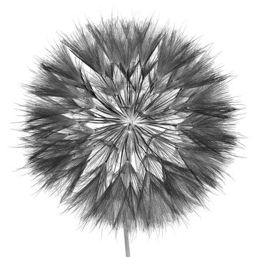 dandelion isolated on white background