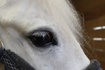close up of a horse