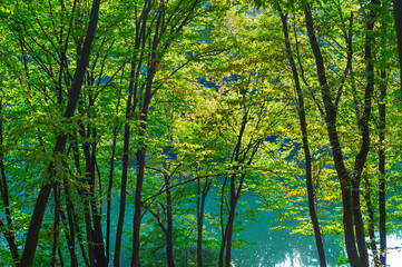 Fototapeta na wymiar Beautiful landscape pond trees backlight