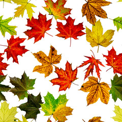 Autumn leaves seamless pattern. Colorful maple foliage. Season leaves fall background. Autumn yellow red, orange leaf isolated on white.