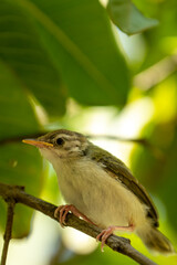 common tailorbird or Orthotomus sutorius a small shy bird in natual green background
