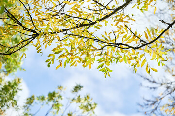 yellow leaves against sky