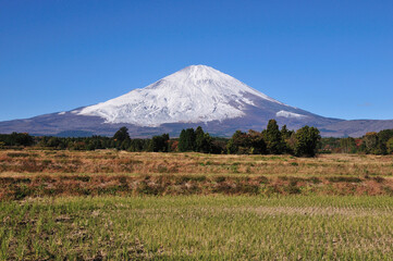 Fototapeta premium 富士山