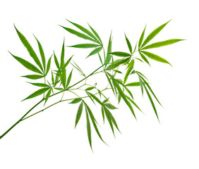 Naklejka na ściany i meble Cannabis leaf, Marijuana leaves on branch isolated on white background with clipping path