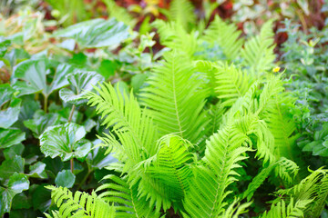 ナチュラルガーデンのシダの葉